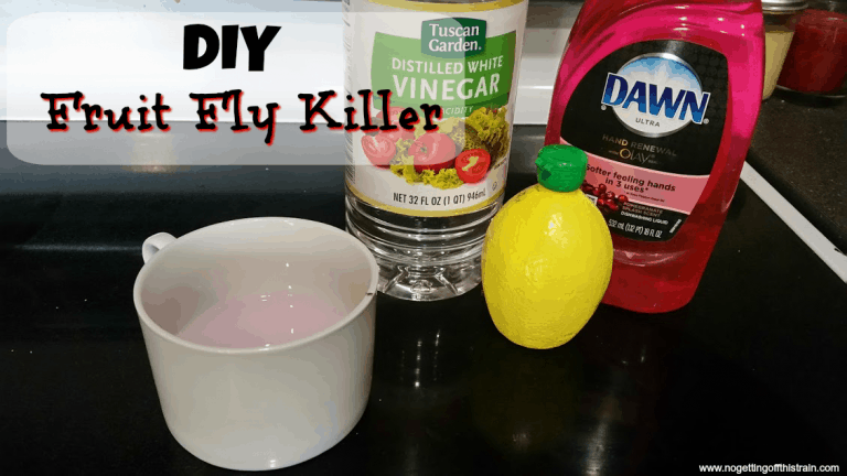 DIY Fruit Fly Killer